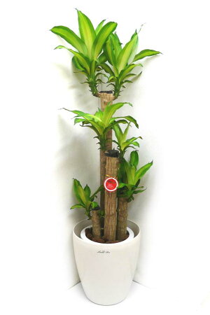 観葉植物幸福の木ドラセナフレグランスマッサンゲアナ8号鉢白ラスターポット受け皿付き高さ100〜120cm程度中型大型インテリアグリーンギフト