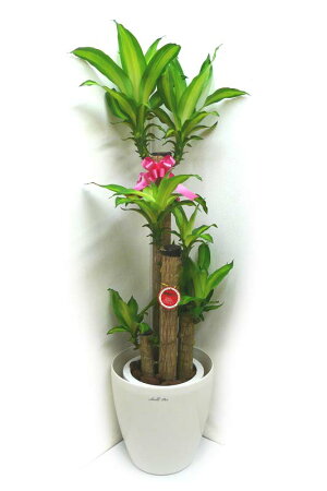 観葉植物幸福の木ドラセナフレグランスマッサンゲアナ8号鉢白ラスターポット受け皿付き高さ100〜120cm程度中型大型インテリアグリーンギフト