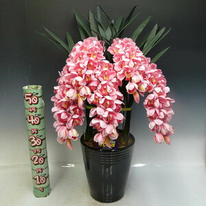 光触媒造花シンビジュームピンク5本立ち