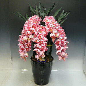 光触媒造花シンビジュームピンク5本立ち