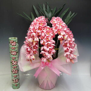 光触媒造花シンビジュームピンク5本立ち
