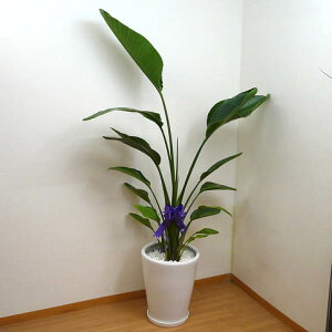【個人宛配送不可】観葉植物ストレリチアオーガスタ高さ170cm10号鉢白陶器鉢丸鉢大鉢受皿付