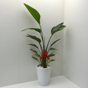 【個人宛配送不可】観葉植物ストレリチアオーガスタ高さ170cm10号鉢白陶器鉢丸鉢大鉢受皿付