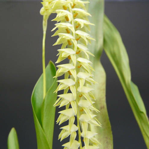 【花なし株】 デンドロキラム マグナム Dendrochilum magnum 原種 3号鉢 30cm 開花サイズ(BS)