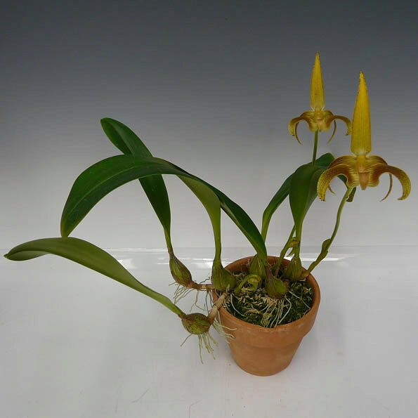【花なし株】 バルボフィラム ロビー Bulb.lobbii 原種 4号鉢 30cm 開花サイズ(BS)...