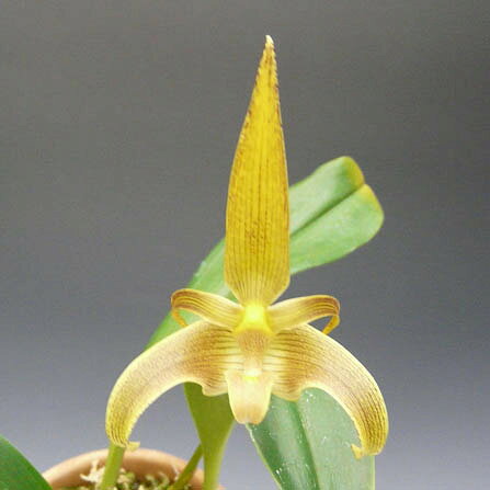 【花なし株】 バルボフィラム ロビー Bulb.lobbii 原種 4号鉢 30cm 開花サイズ(BS)...