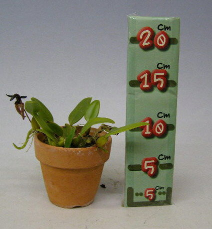 渥美洋らんセンタースズキラン園の【花なし株】 バルボフィラム ラキオキラム Bulb.lasiochilum 原種 3号鉢 15cm 開花サイズ(BS)｜アングル3