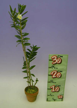 【花なし株】デンドロビュームユニフローラムDen.uniflorum原種3号鉢40cm開花サイズ(BS)