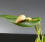 【花なし株】 プレウロタリス パリオラタ ‘エルム’ Pths.palliolata ‘Elm’ 原種 2.5号鉢 25cm 開花サイズ(BS)