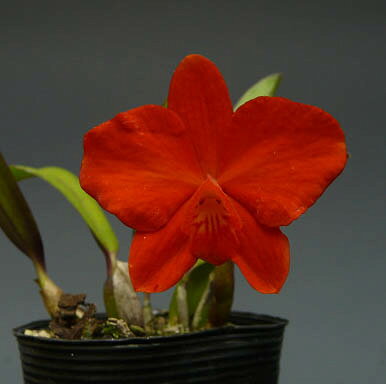 【花なし株】 カトレア コクシネア C.(S.)coccinea 2倍体系 原種 2.5号鉢 10cm 開...