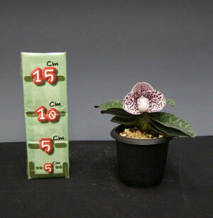 【花なし株】パフィオペディラムベラチュラムPaph.bellatulum原種3号鉢15cm開花サイズ(BS)