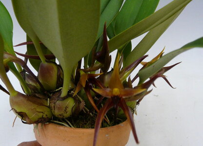 【花なし株】バルボフィラムレイシアナムBulb.leysianum原種3号鉢15cm開花サイズ(BS)
