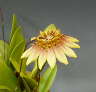 【花なし株】バルボフィラムマコヤナムBulb.makoyanum原種3号鉢15cm開花サイズ(BS)