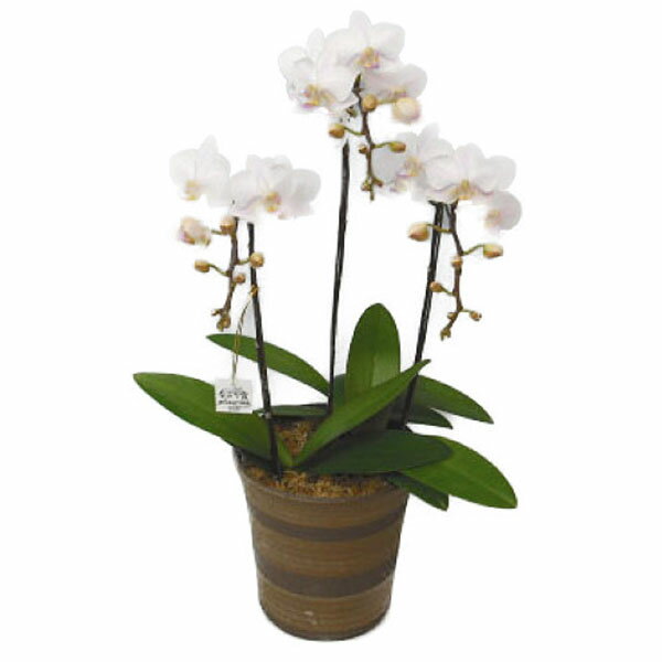 Phalaenopsis Midi （3 Stalks） - ミディ胡蝶蘭 なごり雪 3本立ち ラッピング付