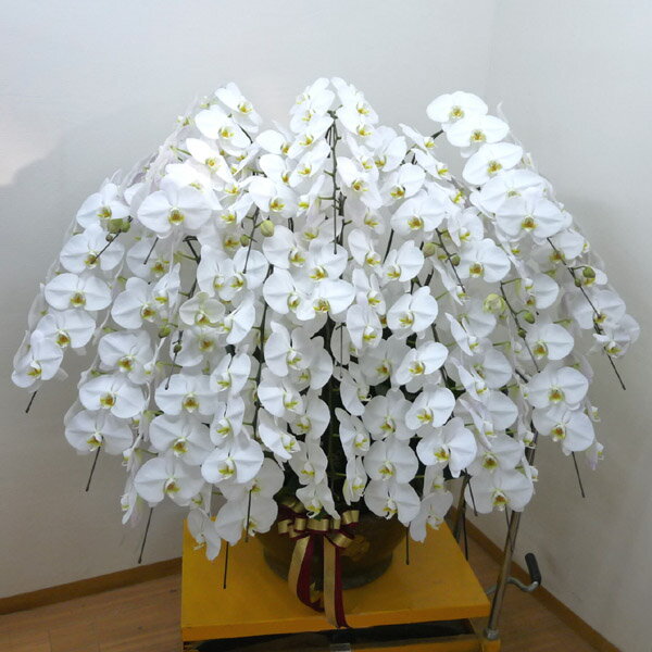 ��ĳ�� ���� �� 20��Ω�� 200�ذʾ� �̳�ƻ�����졢Υ�硢���̡��彣��ȯ���Ǥ��ޤ���10000132