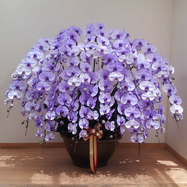 ��ĳ�� ���� �ѡ��ץ륨�쥬�� �� 20��Ω�� �֤ο������٤ޤ�23453