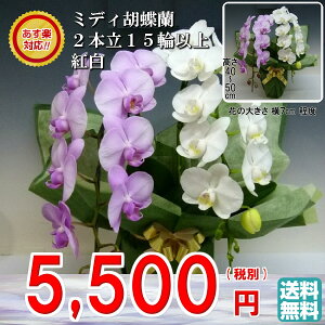 ミディ胡蝶蘭アマビリス2本立ち15輪以上