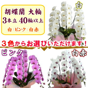 胡蝶蘭大輪3本立ち40輪以上選べる3色(白・ピンク・白赤リップ)花ギフト