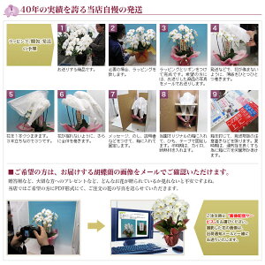 胡蝶蘭5本立ち大輪3色寄せ47輪