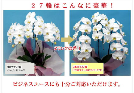 胡蝶蘭大輪白3本立ち27輪