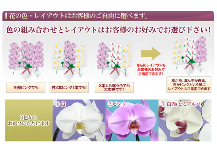 胡蝶蘭大輪白3本立ち27輪