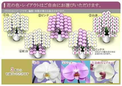 胡蝶蘭大輪5本立52輪以上選べる3色(白・ピンク・白赤リップ)+ミックス花ギフト