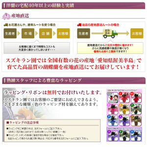 シンビジュームピンクアーチ直立8本立ラッピング付耐寒性