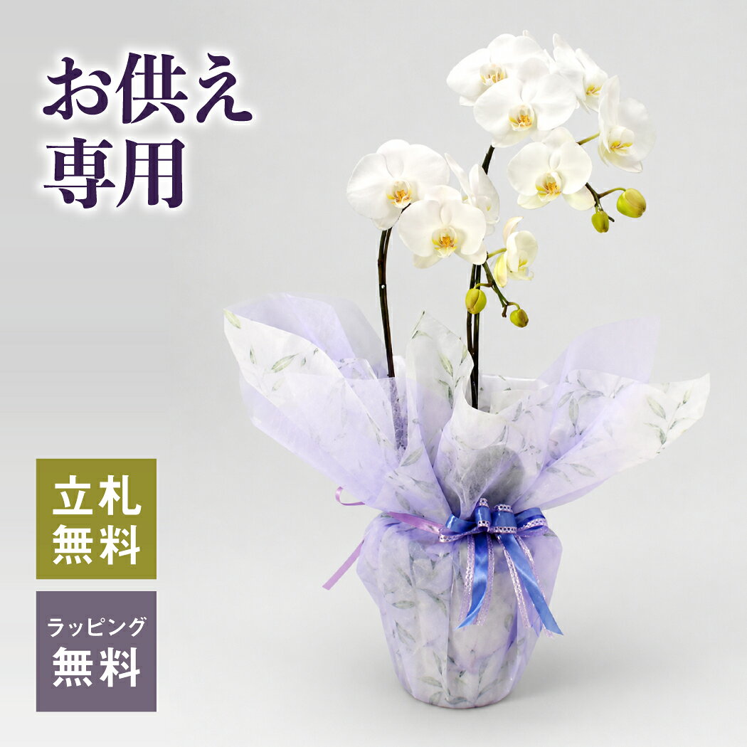 お供え専用 胡蝶蘭 大輪 白 2本立ち 15輪以上10000079