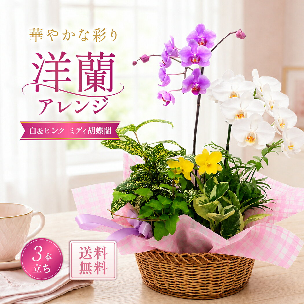 胡蝶蘭 ミディ胡蝶蘭 洋蘭アレンジ バスケットC 紅白 3本立ち 観葉植物 父の日 夏ギフト お中元 フラワーギフト 誕生日祝い 開店祝い 開業祝い 就任祝い 長寿祝い 法人対応 送料無料