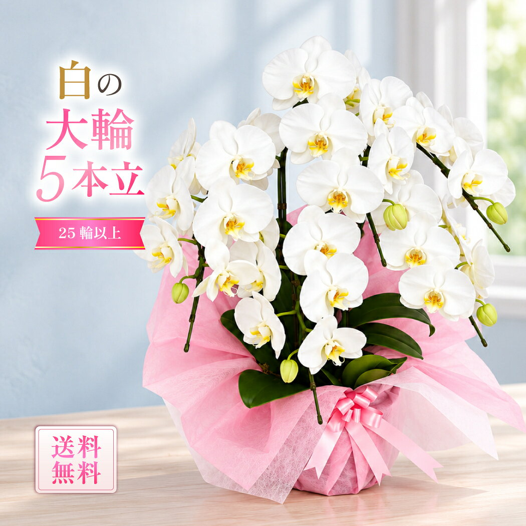 �Ӓ��� ��� �� 5�{���� 25�� ���i�� �Y�n���� �������� �ʐ^�z�M�T�[�r�X ���؃��b�s���O �M�t�g ���j�� �@�l�M�c