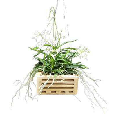 【花なし株】 バンダ グリーンライト V.(Cne.)Green Light 木枠3株寄せ植え 交配種 芳香あり 木枠 25cm 開花サイズ(BS)