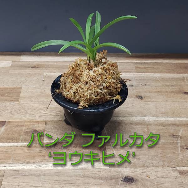 【花なし株】 バンダ ファルカタ ‘ヨウキヒメ’ V.(Neof.)falacata(富貴蘭) ‘楊貴姫’ 原種 芳香あり 3号鉢 25cm 開花サイズ(BS)