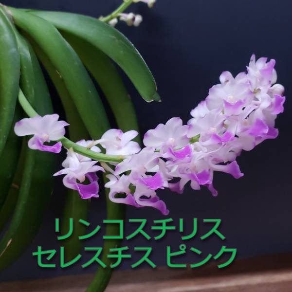 【正式品種名】　Rhy.coelestis (Pink) 【正式な属名】　Rhynchostylis 【略なし名前】　Rhynchostylis coelestis (Pink) 【品種名読み】　リンコスチリス セレスチス ピンク 【旧　品種名】　 【親の品種名】　 【品種の分類】　原種 バンダ類 実生 【品種の特徴】　芳香あり 【開花の特徴】　夏〜秋 【品種の歴史】　 【品種の説明】　通常ブルータイプですが、そのピンクタイプ 【商品の規格】　高さ:30cm 鉢サイズ:木付き 株サイズ:開花サイズ（BS）　花の状態:花なし株 通常ブルータイプですが、そのピンクタイプ 原種 芳香あり *商品は生花につき、実物は、規格、写真と異なる場合がございます。 葉の傷、折れ、黒点などがある場合もございます *在庫ありでも、株の状態、在庫などによって品切れや、取り寄せの場合もございます。　