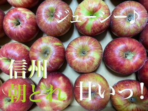 【朝どれ】信州産 味と蜜の詰まった減農りんご 小玉りんご期間限定販売 (1.4kg)