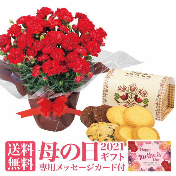 【送料無料】【母の日ギフト】赤 カーネーション 鉢植えとアントステラダッチカントリー(S)のセット【母の日 プレゼント 花 セット スイーツ 鉢植え 鉢 花 お花 ギフト スイーツ 母の日 ステラ お菓子 ステラおばさん】【母の日 ギフト 母の日 プレゼント 母の日 2021】のサムネイル
