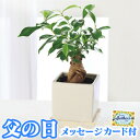 父の日ギフト 多幸の木 ガジュマル MF2022C【父の日 花 父の日 鉢植え 父の日 観葉植物 おしゃれ ガジュマルの木 観葉植物 ガジュマル 観葉植物 鉢 おしゃれ 父の日 盆栽】【注文締め切り 6/14(火) 15:59】