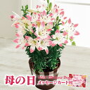 母の日 プレゼント 花 ユリ鉢植え シュガーラブ 【母の日 鉢植え 母の日 花 母の日ギフト 鉢植え 花 ギフト 鉢植え ギフト 鉢植え 花 長持ち 花 ギフト 花 プレゼント 母の日 プレゼント おしゃれ ゆり 百合 送料無料】【注文締切 5/2 11:59】