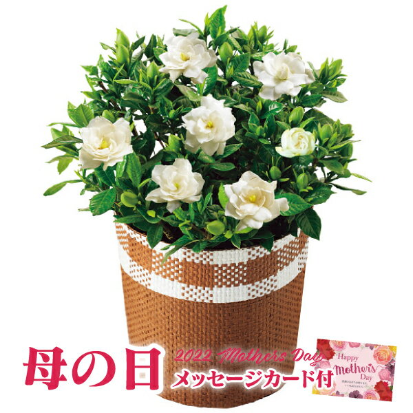 【遅れてごめんね】母の日 プレゼント 花 ガーデニア鉢植え【母の日 鉢植え 母の日 花 母の日ギフト 鉢植え 花 ギフト 鉢植え ギフト 鉢植え 花 長持ち 花 ギフト 花 プレゼント クチナシ くちなし 5号鉢 母の日 送料無料】【注文締切 5/16 15:59】