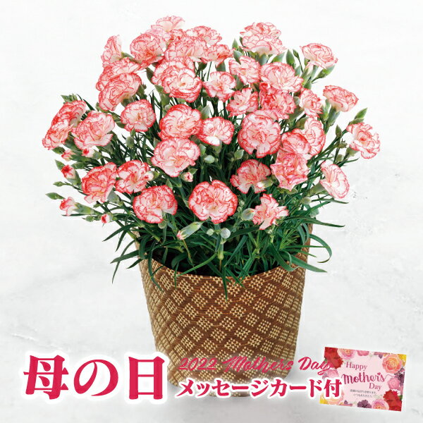 母の日 プレゼント カーネーション鉢植え ゆきかなで 5号【母の日 プレゼント 母の日 カーネーション 鉢 母の日 花 母の日 カーネーション 鉢植え 母の日 カーネーション 5号鉢 母の日 花鉢 母の日 送料無料】【注文締切 5/2 11:59】