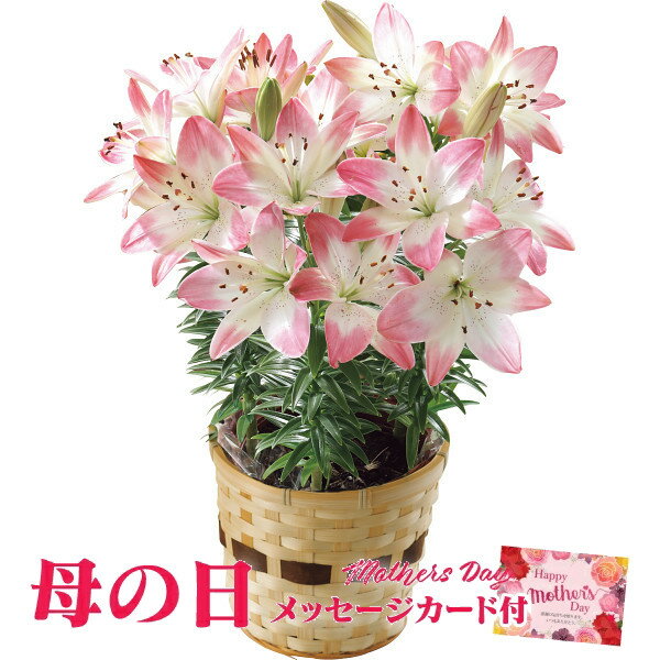 母の日 プレゼント ユリ鉢植え　シュガーラブ【母の日 プレゼント 母の日 ユリ 鉢 母の日 花 母の日 ユリ 鉢植え 母の日 ユリ 5号鉢 母の日 花鉢 母の日 送料無料】【注文締切 5/7 23:59】