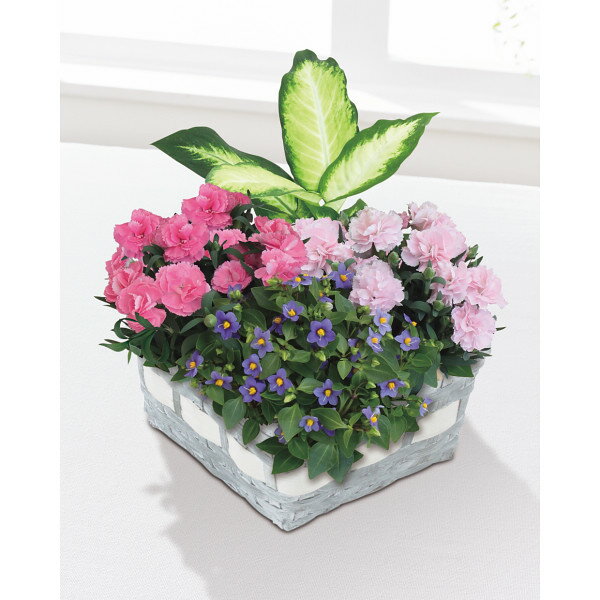 【 5月12日 母の日 ぴったりギフト】【送料無料】マザーズバスケット【母の日 カーネーション ディフェンバキア エキザカム 各3号 バスケット 母の日 送料無料】【注文締切 5/5 23:59】のサムネイル