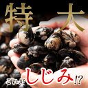 涸沼産 冷凍しじみ 特大 2kg 涸沼産 （砂抜き済） 茨城県 送料無料 オルニチン アミノ酸 栄養 料理 レシピ 調理 お取り寄せ グルメ 産地直送 お中元 3