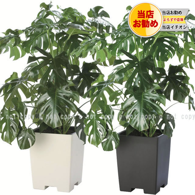 ラクア鉢カバー　310型