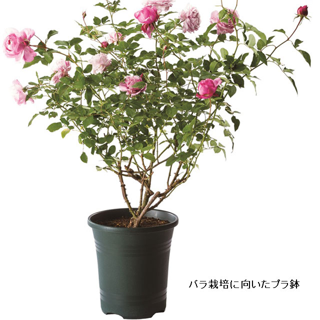 ローズガーデンポット18型(P6)【バラ 薔薇】 鉢 プラスチック 薔薇の植え込み