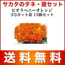 サカタのタネ・ビオラペニーオレンジ3号ポット苗 15株セット【草花の苗】【送料無料】【RCP】 05P03Dec16