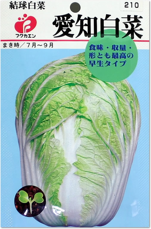 フクカエン 結球はくさい 愛知白菜の種（タネ）【メール便OK】【野菜のタネ】