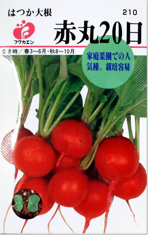 だいこん・赤丸20日の種（タネ）【メール便OK】