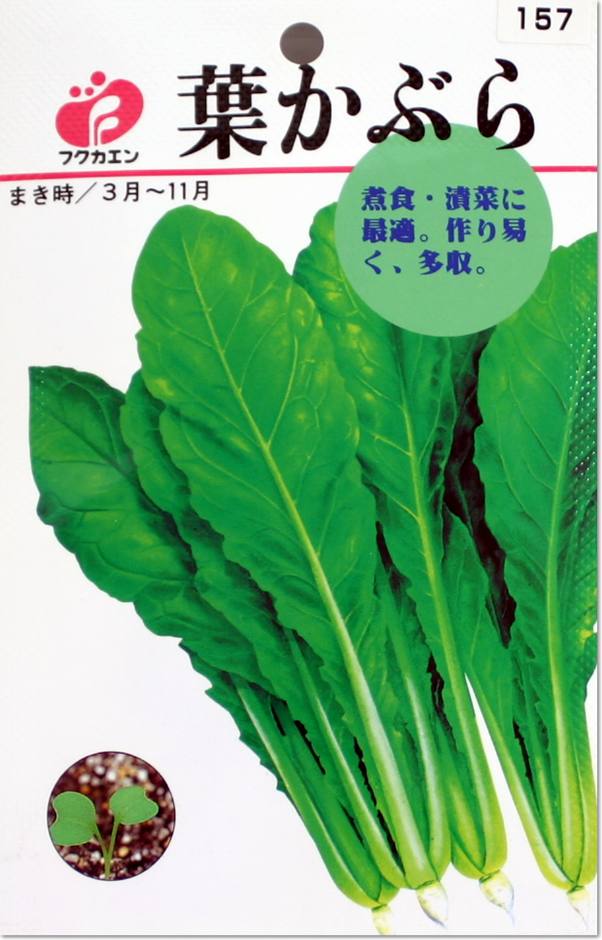 葉かぶらの種（タネ）【メール便OK】のサムネイル