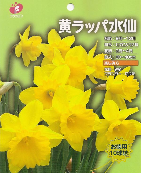 お徳用水仙「黄ラッパ水仙」10球入 球根のサムネイル