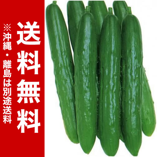 キュウリ苗　北進（節成）　3号ポット15株セット・野菜苗【送料無料】【 05P24Jun13 】【RCP】 05P03Dec16のサムネイル